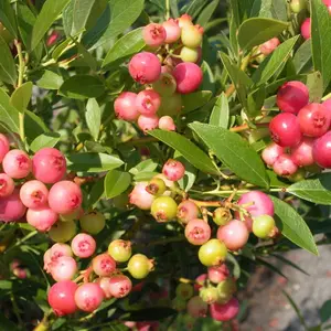 Pink Lemonade Dwarf Bluberry Starter Bush l