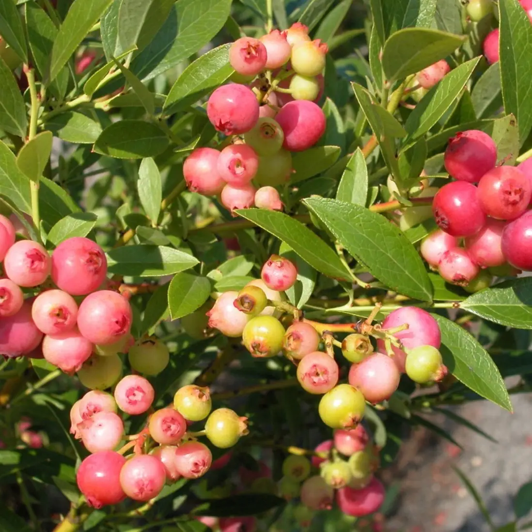 Pink Lemonade Dwarf Bluberry Starter Bush l