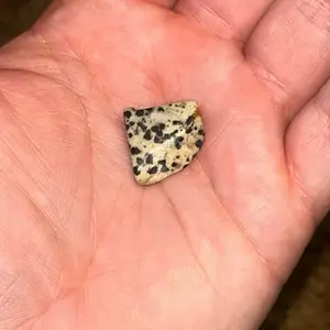 Dalmatian Jasper Tumble