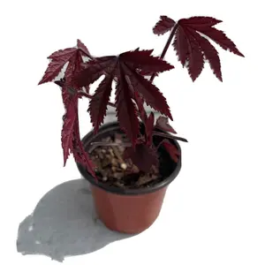 Cranberry Hibiscus