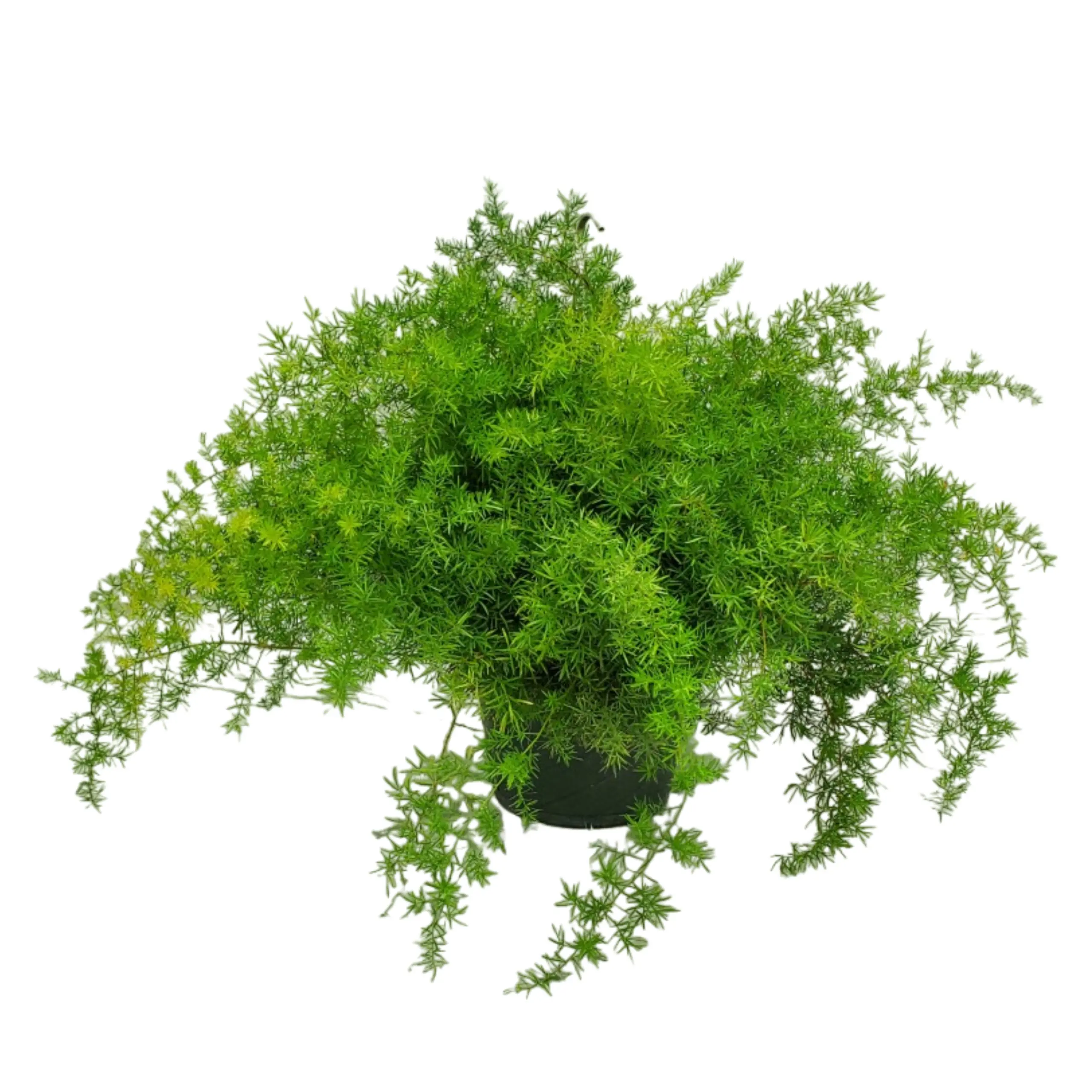 Sprengeri Fern Hanging Basket - 10" Hanging Basket - Live Hanging Fern Plant - Tropical Plants of Florida
