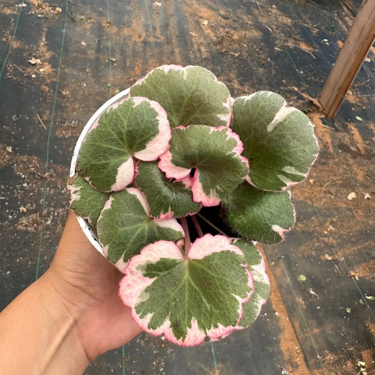 strawberry begonia variegated plant 4” pot strawberry begonia variegated plant 4” pot