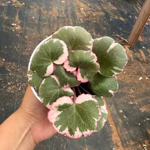 strawberry begonia variegated plant 4” pot